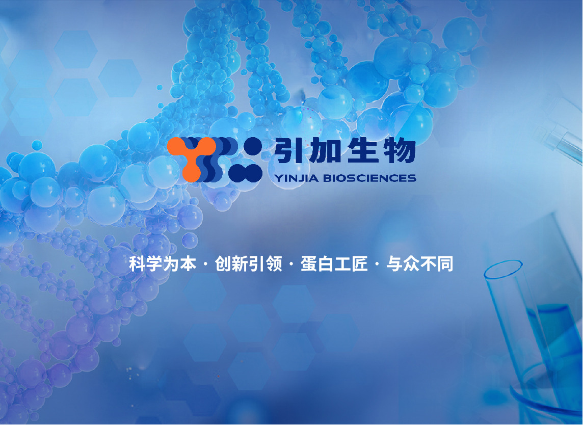 重组胰卵白酶消化液