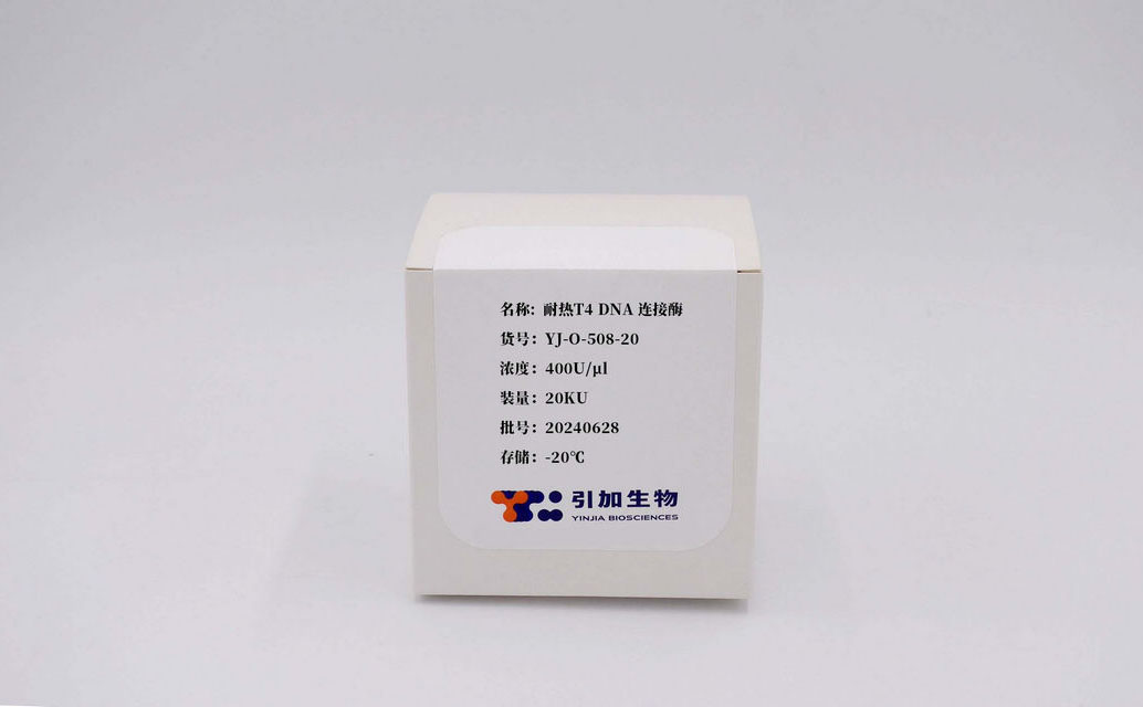 耐热T4 DNA 毗连酶