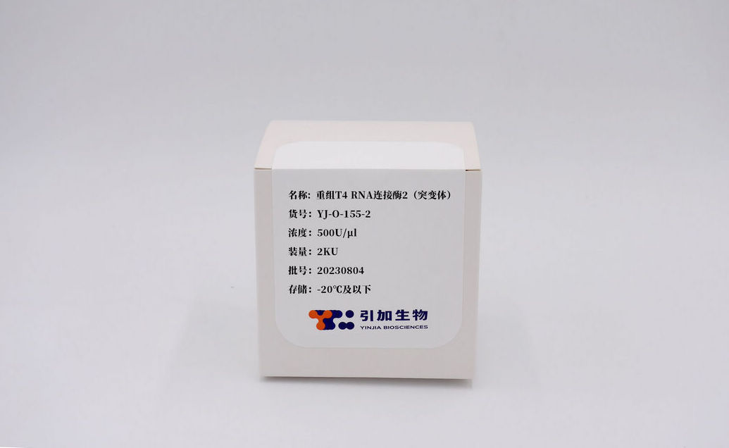 重组 T4 RNA 毗连酶2（突变体）